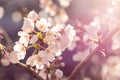 The abstract blurred closeup of Sakura or Cherry blossom background