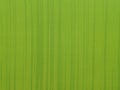 Abstract blurred colorful painted green and yellow line texture background for graphic design, wallpaper, illustration, light, Royalty Free Stock Photo