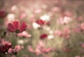 Abstract blurred cosmos flower in vintage tone style Royalty Free Stock Photo