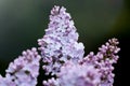 Abstract blurred dark background with bokeh and blooming lilac or syringa branch in springtime. Royalty Free Stock Photo