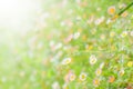 Abstract blurred / defocused of White dasies flower in natural background Royalty Free Stock Photo