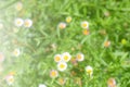 Abstract blurred / defocused of White dasies flower in natural background