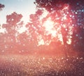 Abstract blurred dreamy woods and glitter bokeh lights Royalty Free Stock Photo