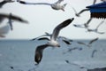 Abstract blurred of flock of seagulls flying in the sky Science name is Charadriiformes Laridae .