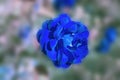 Abstract blurred floral background with blue rose Bud Royalty Free Stock Photo