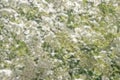 Abstract blurred floral background with bright white flowers and buds of spirea in the garden Royalty Free Stock Photo