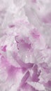 Abstract blurred floral vertical background,macro photo of petals,flowers of white pink peony.Banner,selective focus Royalty Free Stock Photo