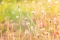 Abstract blurred of flower grass at relax morning time Royalty Free Stock Photo