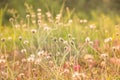 Abstract blurred of flower grass at relax morning time Royalty Free Stock Photo