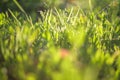 abstract blurred foreground background with close-up view of green lawn grass in contoured sunlight, selective focus Royalty Free Stock Photo