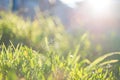 abstract blurred foreground background with close-up view of green lawn grass in contoured sunlight, selective focus, summer Royalty Free Stock Photo