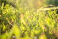 abstract blurred foreground background with close-up view of green lawn grass in contoured sunlight, selective focus, summer Royalty Free Stock Photo