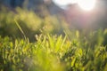 abstract blurred foreground background with close-up view of green lawn grass in contoured sunlight, selective focus Royalty Free Stock Photo