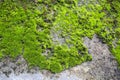 Abstract blurred fresh green moss growing on old cement wall background