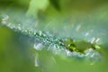 Abstract blurred gentle green unobtrusive background with bokeh. Blurry dew drops on the grass in the sunlight