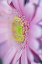 Pastel purple pink gerbera daisy flower petals blurred macro abstract background, selective focus Royalty Free Stock Photo