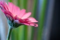 Pastel purple pink gerbera daisy flower petals blurred macro abstract background, selective focus Royalty Free Stock Photo