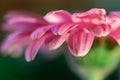 Pastel purple pink fresh gerbera daisy flower petals blurred macro abstract background, selective focus Royalty Free Stock Photo