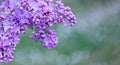 Abstract blurred green background of bokeh and blooming lilac or syringa branch in springtime. Royalty Free Stock Photo