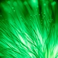 Abstract blurred green light and flower natural background Royalty Free Stock Photo