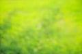 Abstract blurred green background, Plants trees leaf and grass field Royalty Free Stock Photo