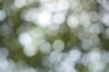 Abstract blurred green nature on daylight background