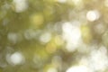 Blurred green nature on daylight background