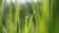 Abstract blurred image of rice seedling leaf green and fresh, and closeup nature view of green leaf on blurred greenery background Royalty Free Stock Photo