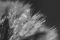 Abstract blurred macro photo of fluffy dandelion in dew drops, small depth of field