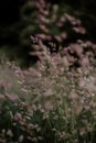 Abstract blurred natural background with blooming bentgrass, herbs in the meadow Royalty Free Stock Photo