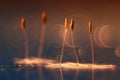 Abstract blurred natural background orange dandelion