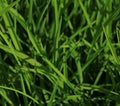 Abstract blurred, natural green background. Grass in dew.Beautiful artistic image of purity and freshness of nature, copy space Royalty Free Stock Photo