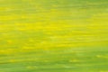 Abstract blurred natural yellow green background. Spring concept with defocused effect for text and design. Royalty Free Stock Photo
