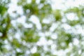Abstract blurred of nature.blurred and bokeh light background. Royalty Free Stock Photo