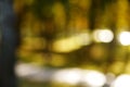 Abstract blurred nature background. Forest trees, Sunny day, sun glare, bokeh. Defocused backdrop for your design Royalty Free Stock Photo