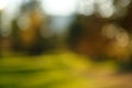 Abstract blurred nature background. Forest trees, Sunny day, sun glare, bokeh. Defocused backdrop for your design