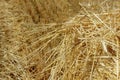Abstract blurred nature background. Straw texture, close up. stack of hay, close up. Royalty Free Stock Photo