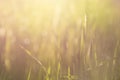 Abstract blurred nature bokeh background. Grass in the sunlight