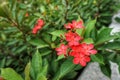 Abstract, blurred red flowers and leaves background.