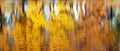 Abstract blurred reflection of autumnal yellow trees with leaves Royalty Free Stock Photo