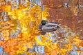 Abstract blurred reflection of autumnal yellow trees with leaves in a pond water with a duck floating on the water Royalty Free Stock Photo