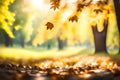Abstract blurred tree leaves in a natural forest with bokeh light and a sunny backdrop in a city park