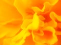 Abstract blurred yellow-orange flower texture Royalty Free Stock Photo