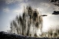 Tree reflected in a puddle Royalty Free Stock Photo