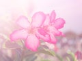 Abstract Blurry of Flower and colorful background. Royalty Free Stock Photo