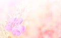 Abstract Blurry of Flower and colorful background. Royalty Free Stock Photo