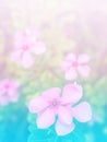 Abstract Blurry of Flower and colorful background. Royalty Free Stock Photo