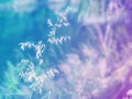 Abstract Blurry Grass Flower colorful background.