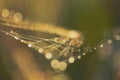 Abstract blurry green background with bokeh. Copy space Blurred cobwebs in the dew. Abstract with shiny dew drops Royalty Free Stock Photo