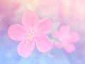 Abstract Blurry hibiscus Flower colorful background. Royalty Free Stock Photo